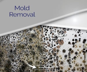 mold