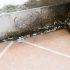 How to Identify Hidden Mold in Your Home