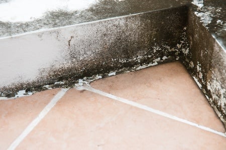 A Guide to Handling Mold with the Help of Remediation Experts