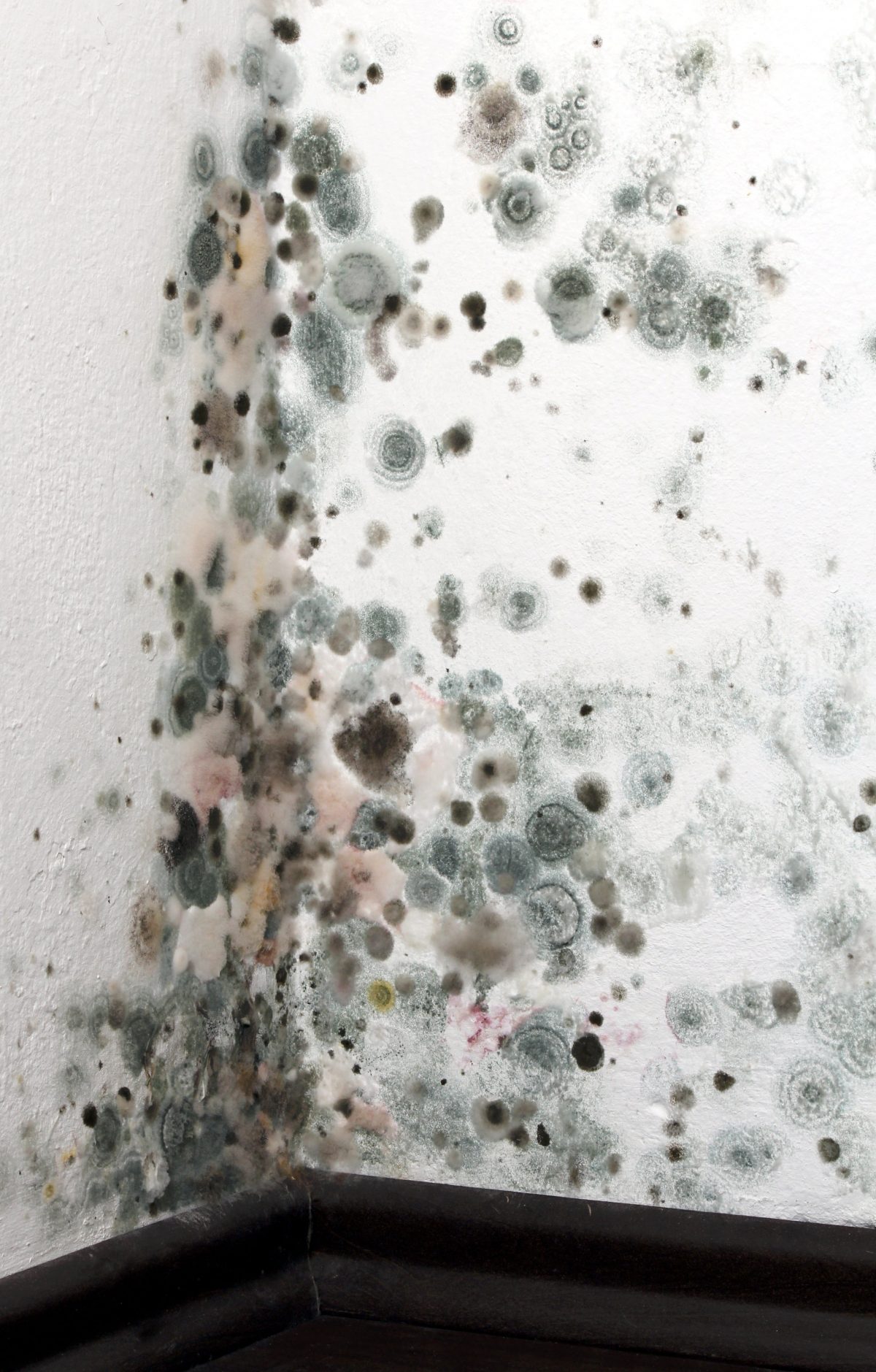 Mold Removal versus Mold Remediation: Examining the Basics