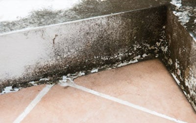 The Riskiness of Toxic Mold When Applied Commercially