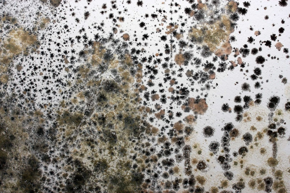 Answering Questions Regarding Commercial Mold Remediation