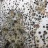 How to Detect Hidden Mold in Orange County Homes
