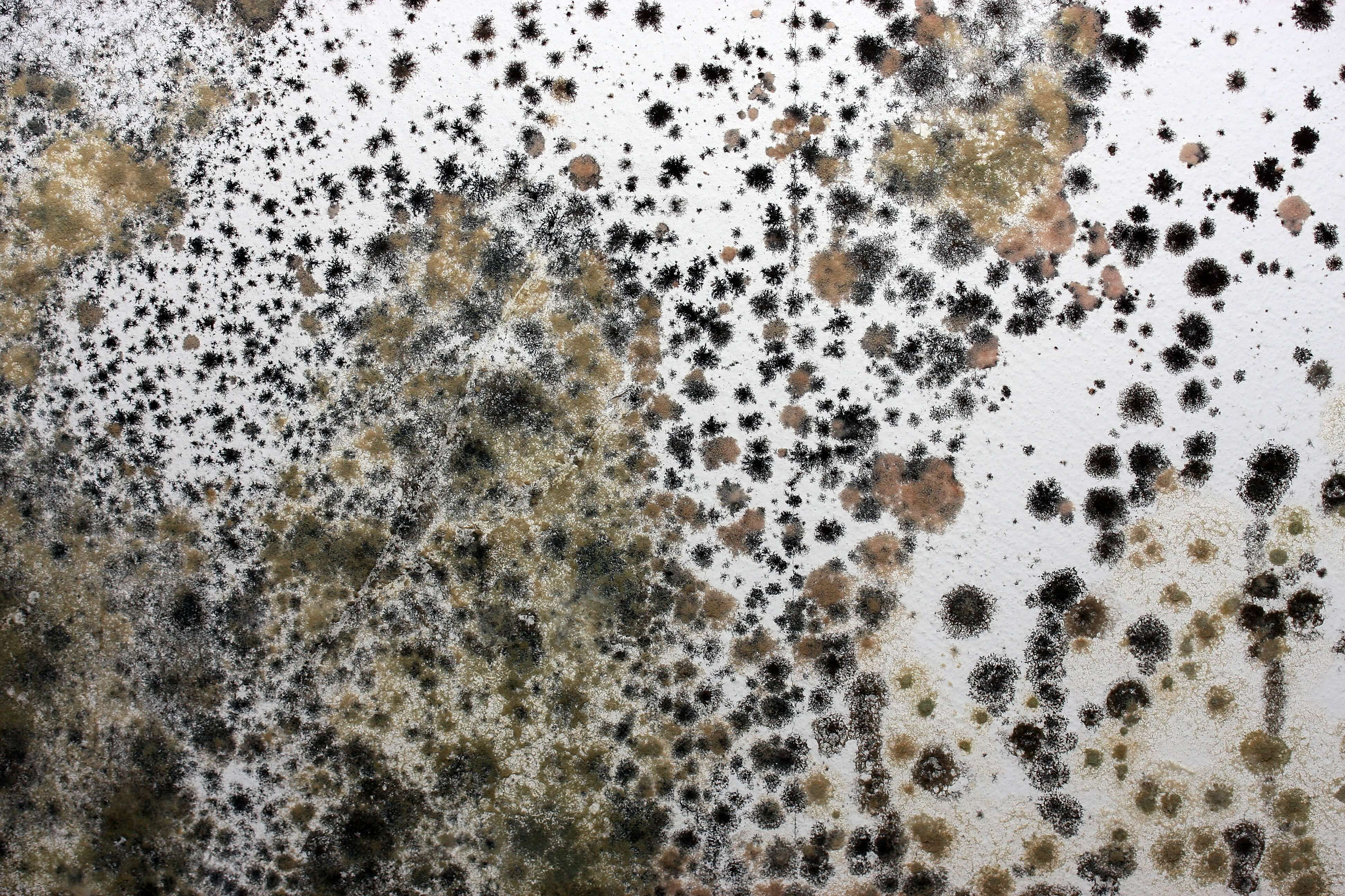 5 Compelling Signs That Your Commercial Building Has Mold